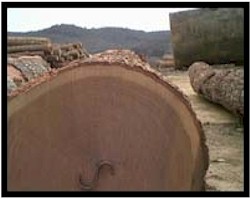Taylor Lumber Flooring - Wood Flooring