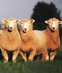 Woolshire Carpet